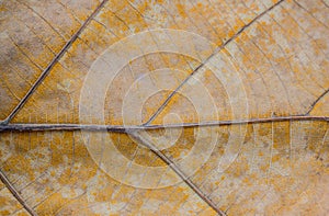 Closeup brown dry leaf texture background nature.