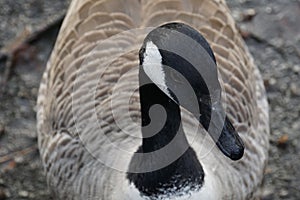 Closeup of brown duck from above