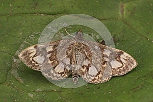 Closeup on an brown elderberry pearl moth, Anania coronata with spread wings