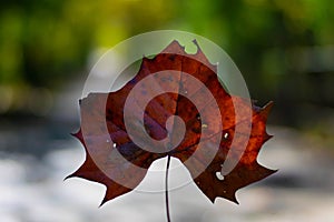 Closeup of a Brown Fall Leaf