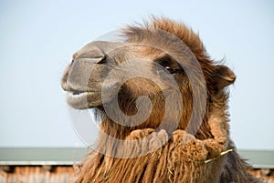 Closeup of a brown furred Bactrian camel& x27;s head