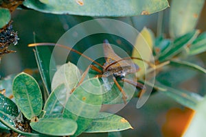 Closeup of brown Giant leaf-footed triatomine kissing bug on green plant leaves