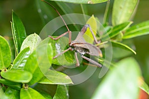 Closeup of brown Giant leaf-footed triatomine kissing bug on green plant leaves