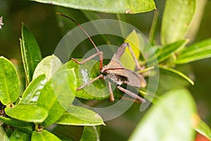 Closeup of brown Giant leaf-footed triatomine kissing bug on green plant leaves