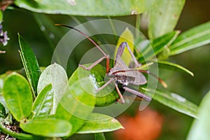 Closeup of brown Giant leaf-footed triatomine kissing bug on green plant leaves