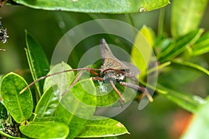 Closeup of brown Giant leaf-footed triatomine kissing bug on green plant leaves