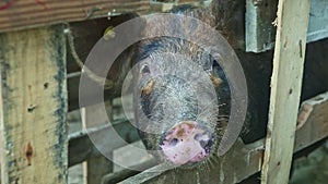 Closeup brown hairy domestic pig snout looks at camera from wooden fencing