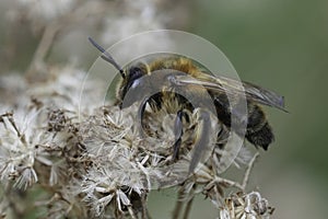 Closeup on a brown hairy female Choclate mining bee, Andrena scotica