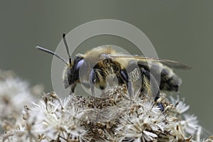 Closeup on a brown hairy female Choclate mining bee, Andrena scotica photo