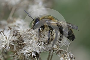 Closeup on a brown hairy female Choclate mining bee, Andrena scotica photo
