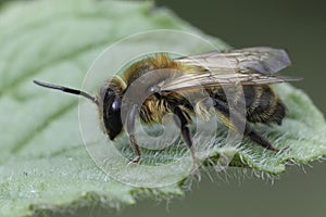 Closeup on a brown hairy female Choclate mining bee, Andrena scotica sitting on a green leaf photo