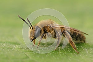 Closeup on a brown hairy female Mellow minder solitary bee, Andrena mitis sitting on a green leaf