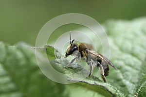 Closeup on a brown hairy mellow miner mining bee, Andrena mitis, sitting on a green leaf