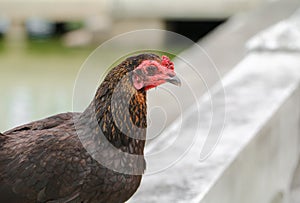 Closeup, brown hen in farm