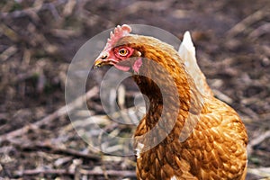 Closeup brown hen in a free range farm. This hens lay first qua