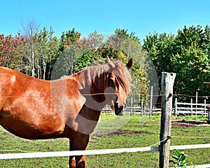 A brown horse having a combed