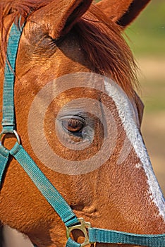 Closeup of a brown horse with a harness. Face and eye details of a racehorse. A chestnut or bay horse or domesticated