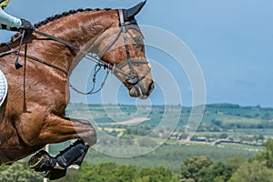 Closeup of a brown horse jumping with an equestrian dressage