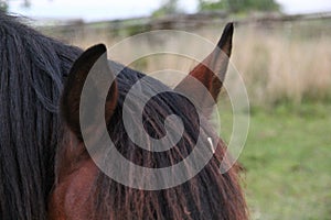 Closeup of brown horse`s forelock and ears