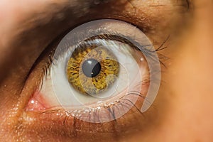 Closeup of a brown human eye