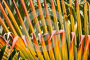 Closeup of Brown leaf of palm tree