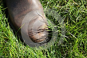 Closeup of Brown Leather Boot on Grass with Contrasting Shadows of Blades of Grass