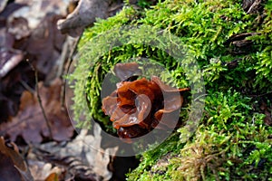 Closeup of brown mushroom on mossbed