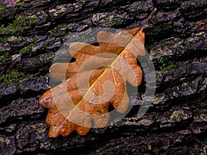 Closeup of a brown oak leaf on a tree trunk