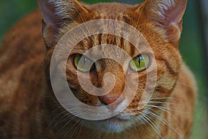 Closeup of a brown Ocicat cat with green eyes looking at the camera blurred background