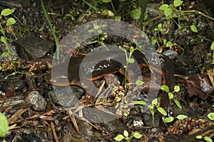 Closeup on a brown orange male Roughskinned newt, Taricha granulosa sitting on the ground