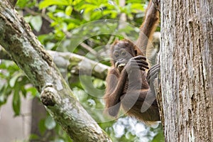 Closeup of a brown orangutan on a tree  in Sepilok Park, Borneo Island