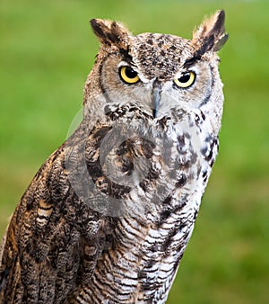 Closeup of a brown owl