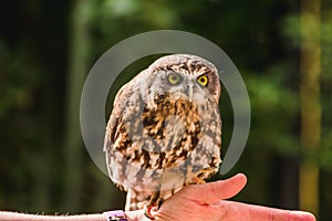 Closeup of a brown owl against a forest background.