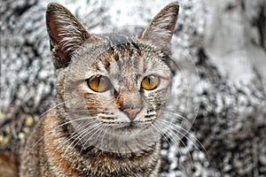 Detallado mascota gato inocente ojos 