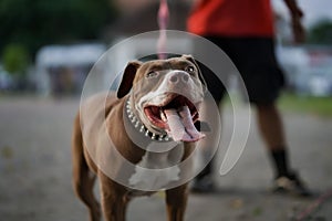 closeup, A brown pitbull dog that his owner is playing with in the city