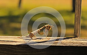 Closeup of a brown praying mantis consuming a fly on a patio surface