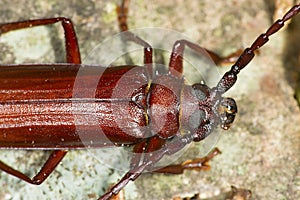 Closeup of brown prionid beetle crawling across bark in Connecticut.