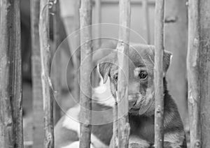 Closeup brown puppy in wood cage background in black and white tone