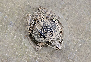 Closeup of brown rana frog amphibian black spot