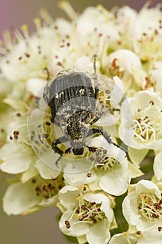 Closeup on a brown scarab beetle, Valgus hemipterus, sitting on white Blackthorn flowers photo