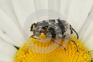 Closeup on a brown scarab beetle, Valgus hemipterus, sitting on yellow and white flower photo
