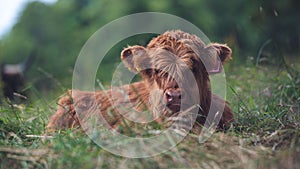 Closeup of a brown Scottish Highland Cow sitting on the field ground