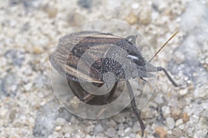 Closeup of the brown shield or stink bug
