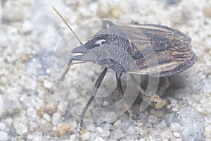 Closeup of the brown shield or stink bug