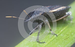 Closeup of the brown shield or stink bug