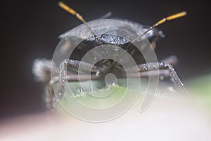 Closeup of the brown shield or stink bug