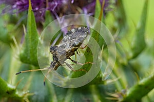 Closeup on a brown shieldbug, Centrocoris variegatus on tip of a green leaf