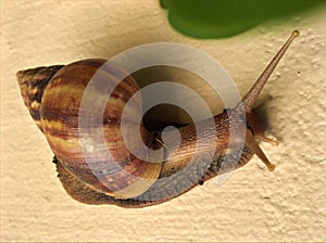 Closeup brown snail Achatina fulica on cement