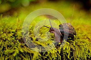 Closeup of a brown snail in a shell crawling on grass under light with a blurry background