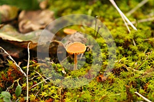 Closeup of brown-spore saprobic fungi Galerina in grass